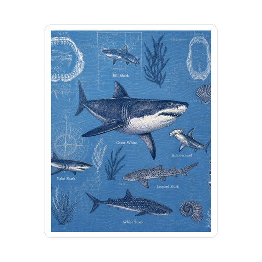 Shark Species Vintage Diagram Kiss-Cut Vinyl Decal