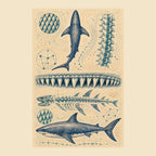 Great White Shark Anatomy Archive production back cover artwork