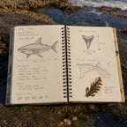 Shark field notes on dotted pages beside a coastal tide pool